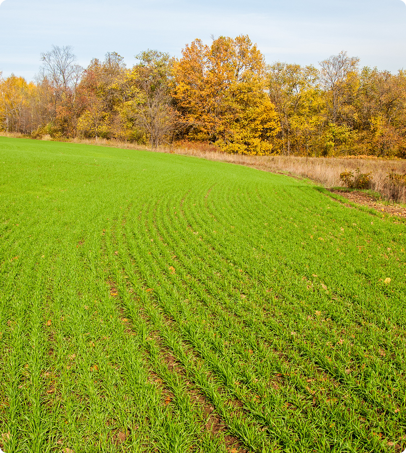 Food plot