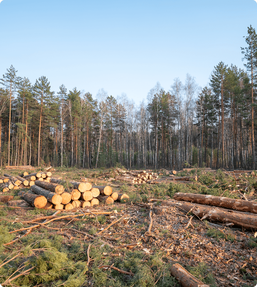 Deforested area with stacked logs and trees.
