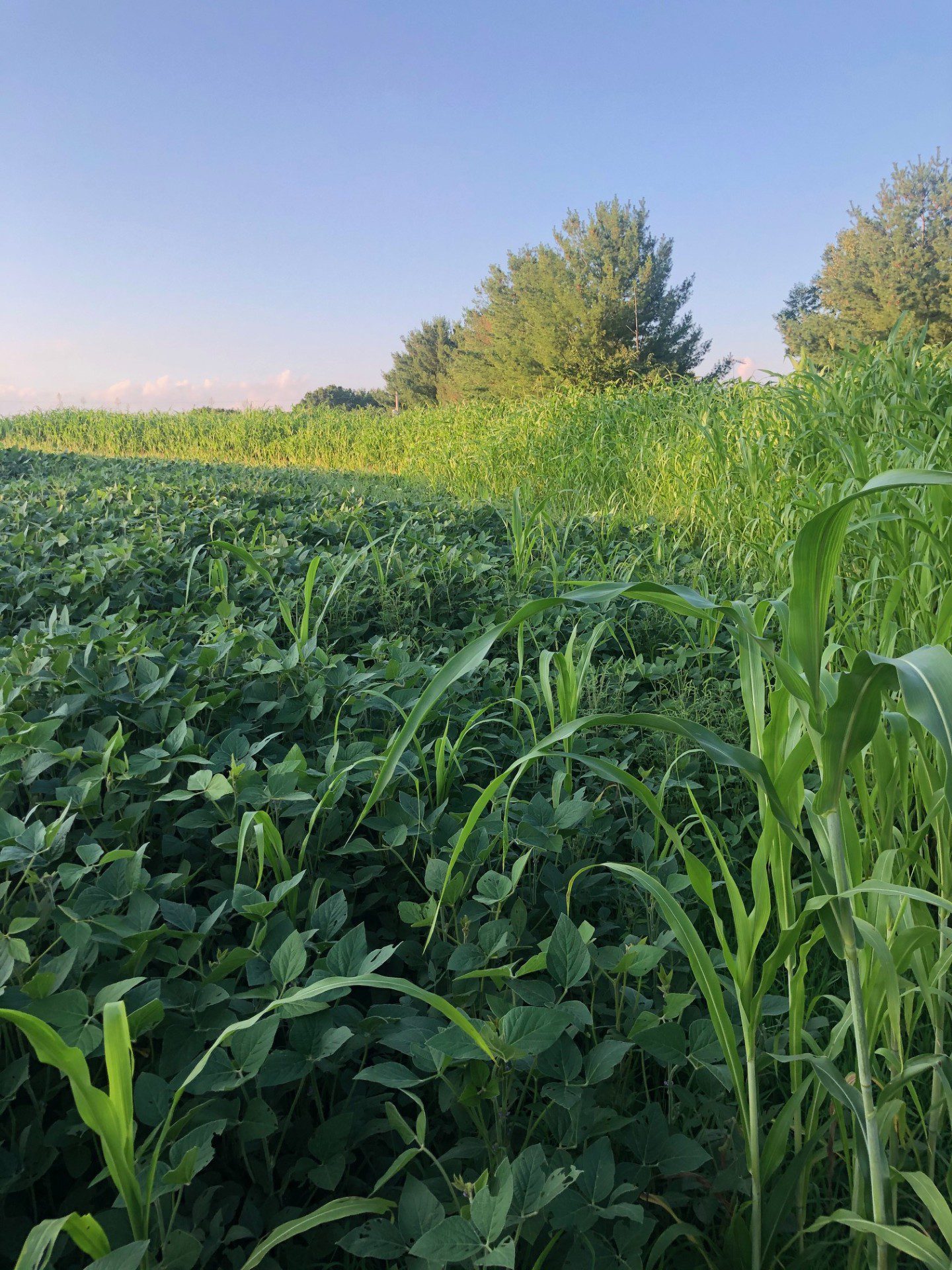 68c03eb97ebb5_food plot 2